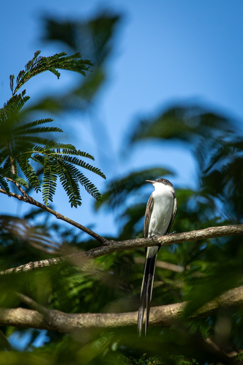 Fork-tailed Flycatcher - ML641612693