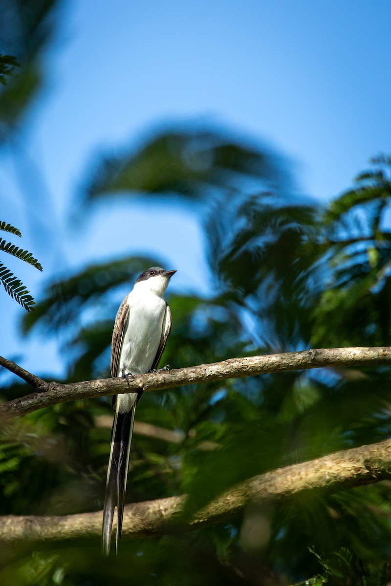 Fork-tailed Flycatcher - ML641612694