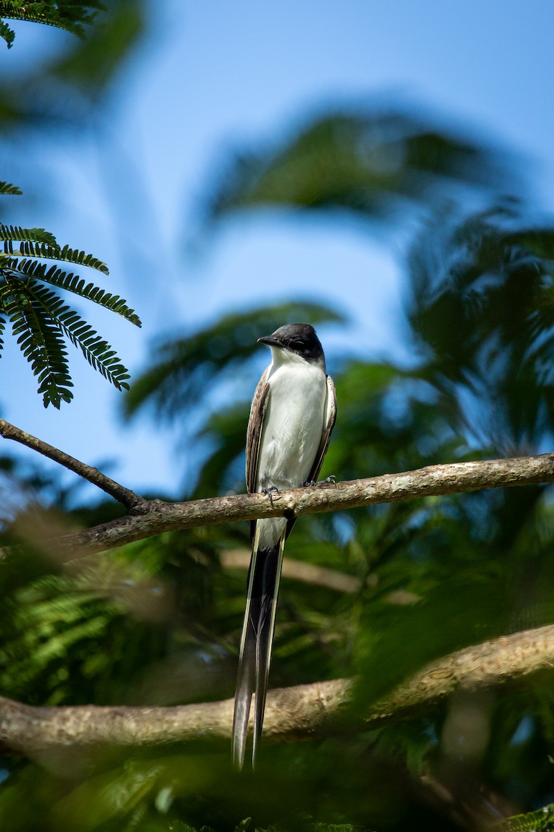 Fork-tailed Flycatcher - ML641612696