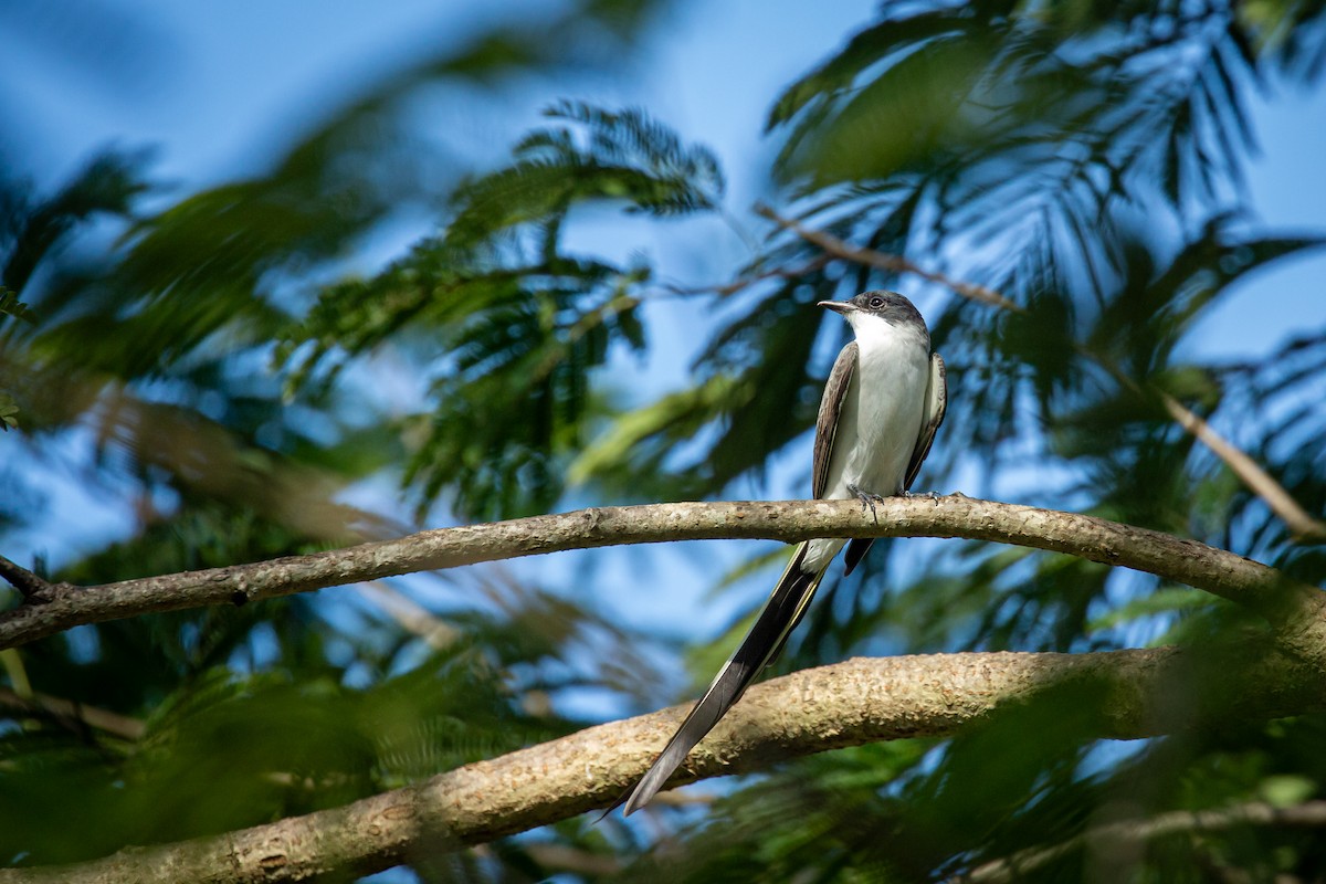 Fork-tailed Flycatcher - ML641612697