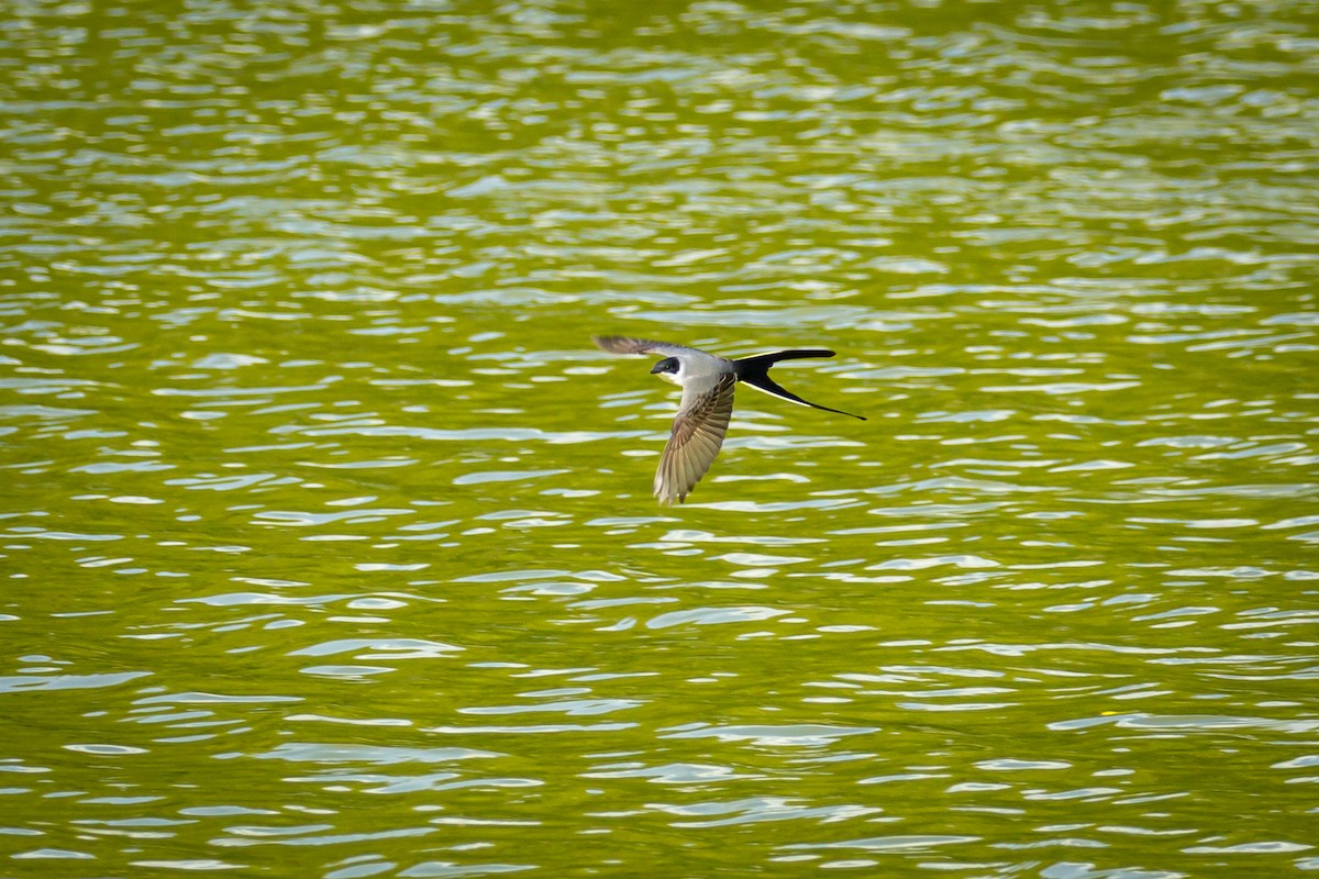 Fork-tailed Flycatcher - ML641612698