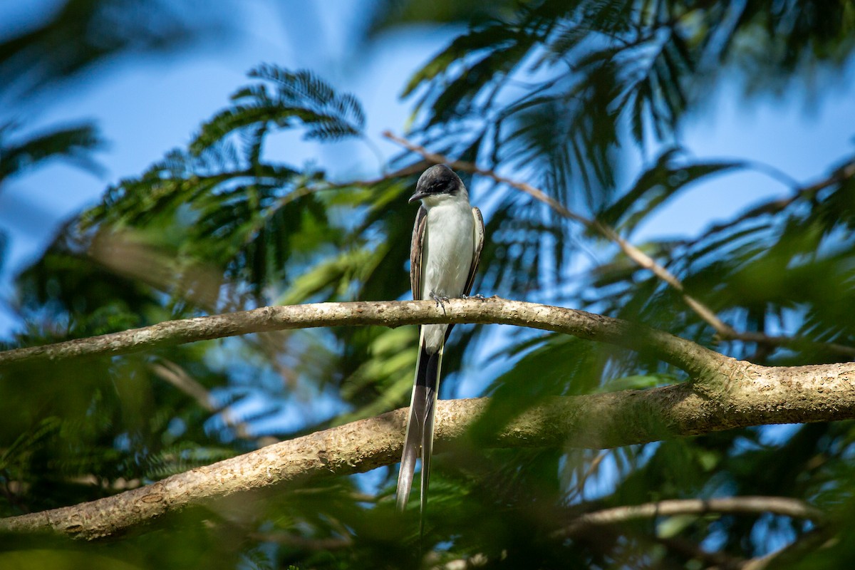 Fork-tailed Flycatcher - ML641612700