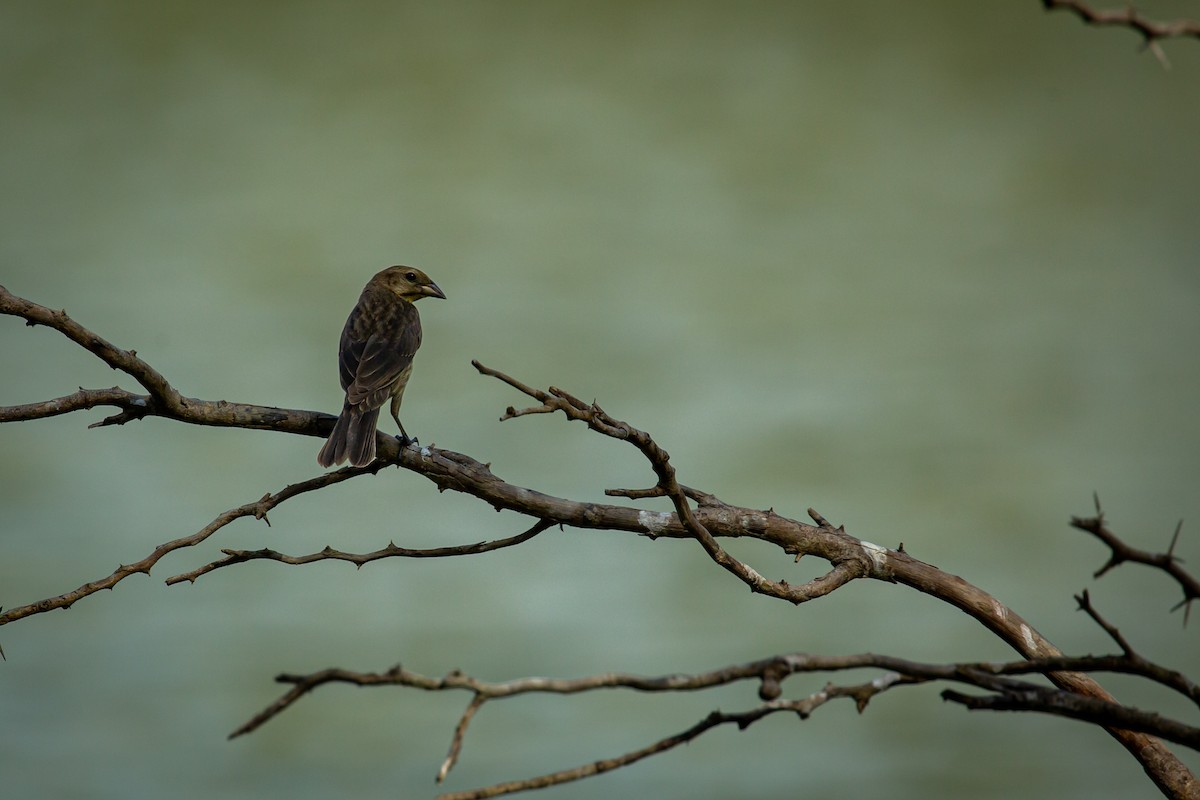 Shiny Cowbird - ML641612723