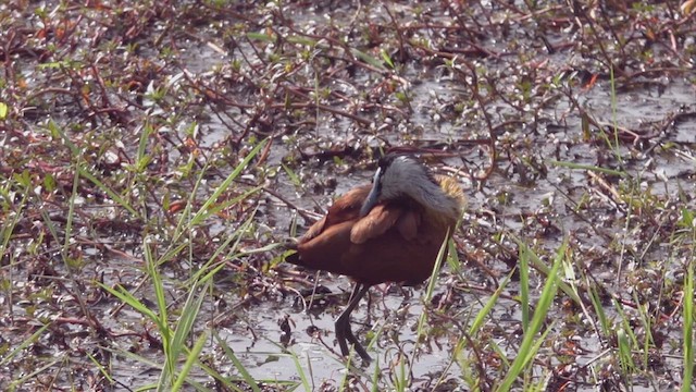African Jacana - ML641612724