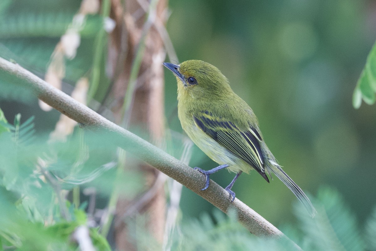 Ochre-lored Flatbill - ML641612740