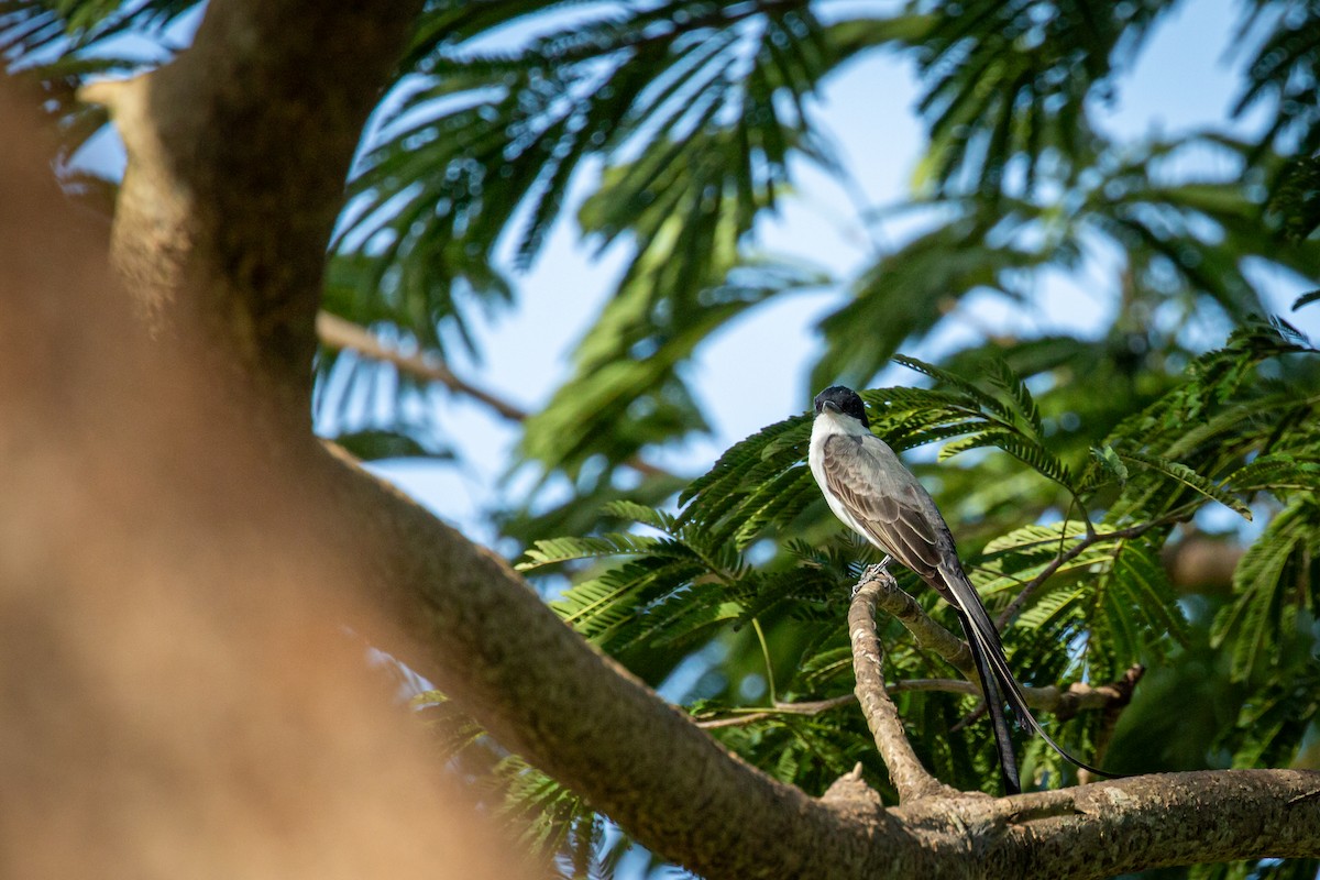 Fork-tailed Flycatcher - ML641612752