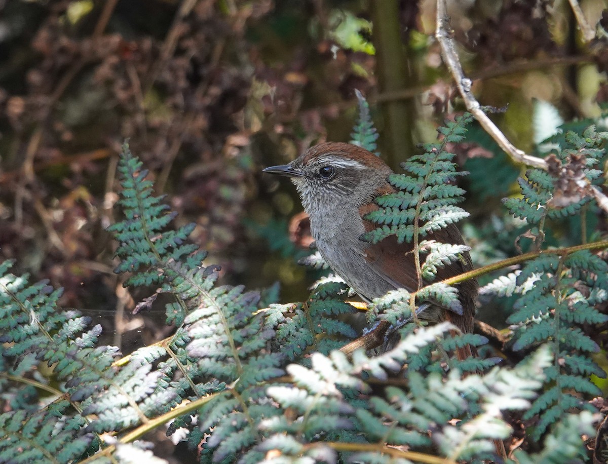 White-chinned Thistletail - ML641612789