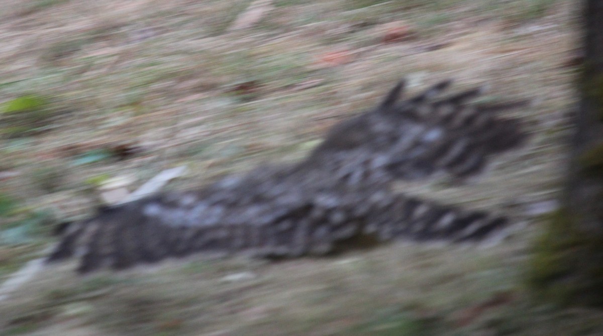 Barred Owl - ML641612822