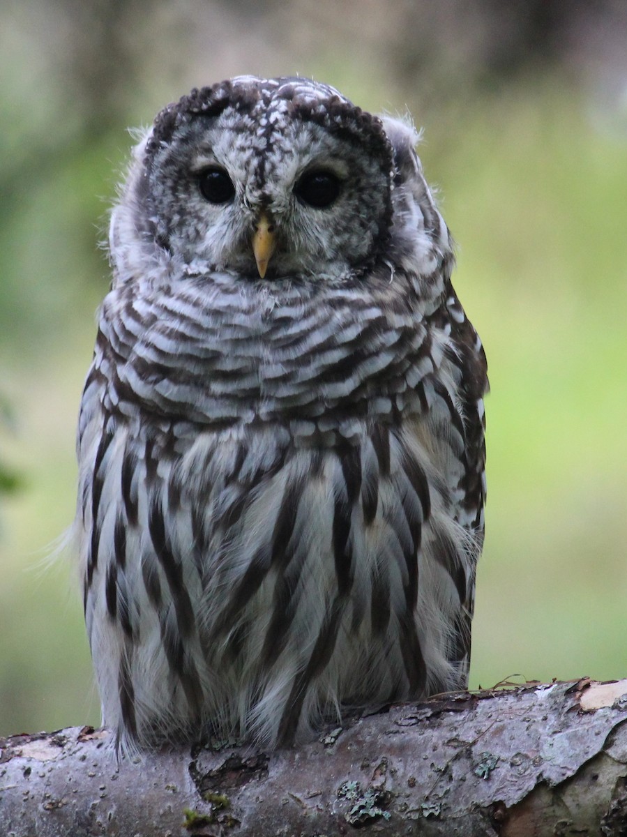 Barred Owl - ML641612823