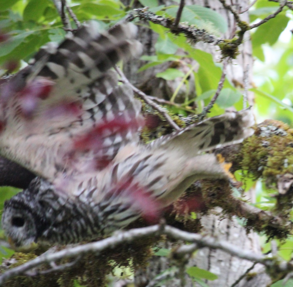 Barred Owl - ML641612824