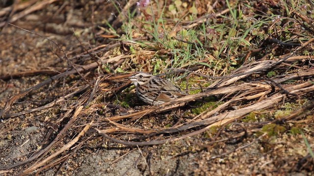 Song Sparrow (melodia/atlantica) - ML641612828
