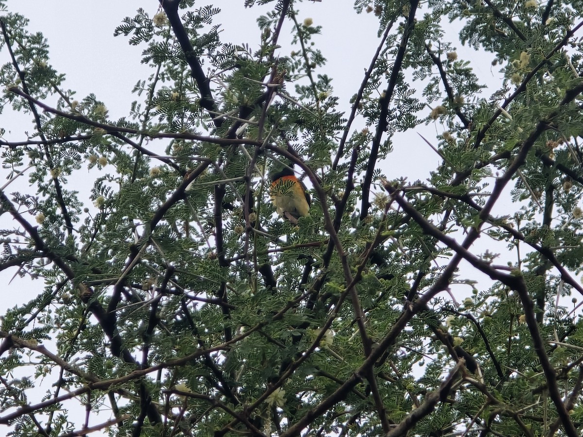 Small Minivet - ML641612841