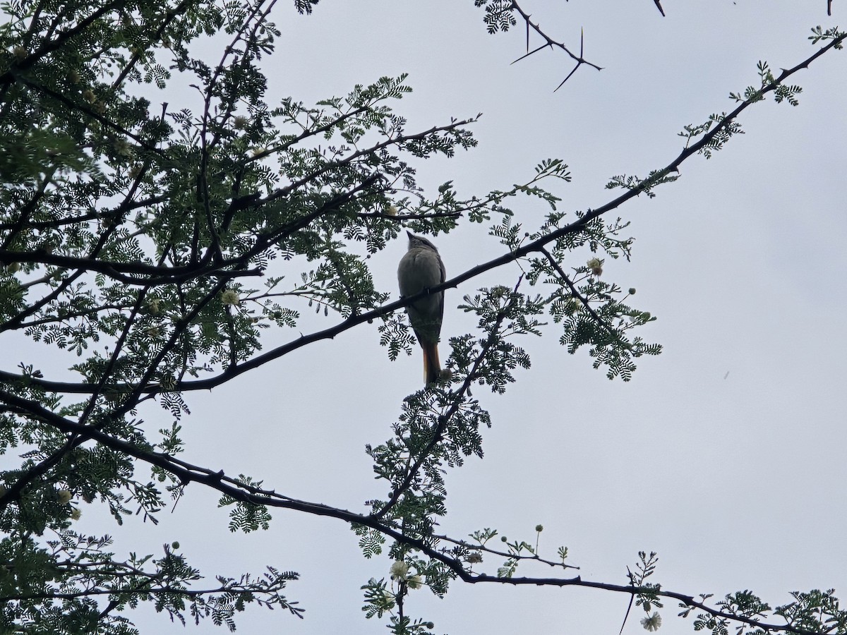 Small Minivet - ML641612842