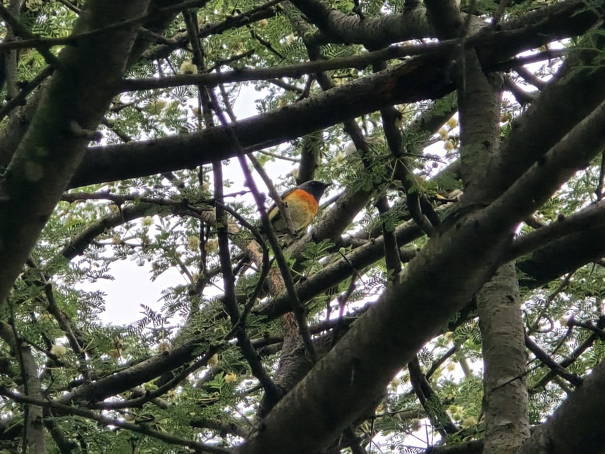 Small Minivet - ML641612843