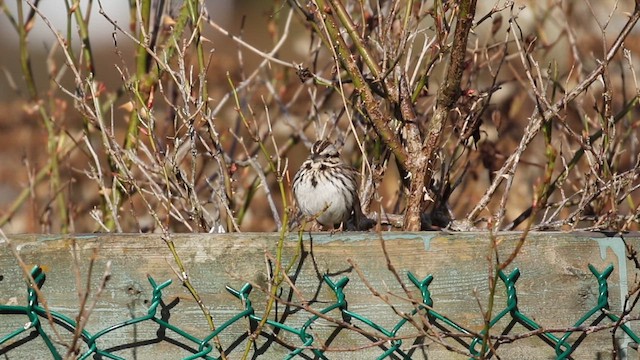 Song Sparrow (melodia/atlantica) - ML641612846