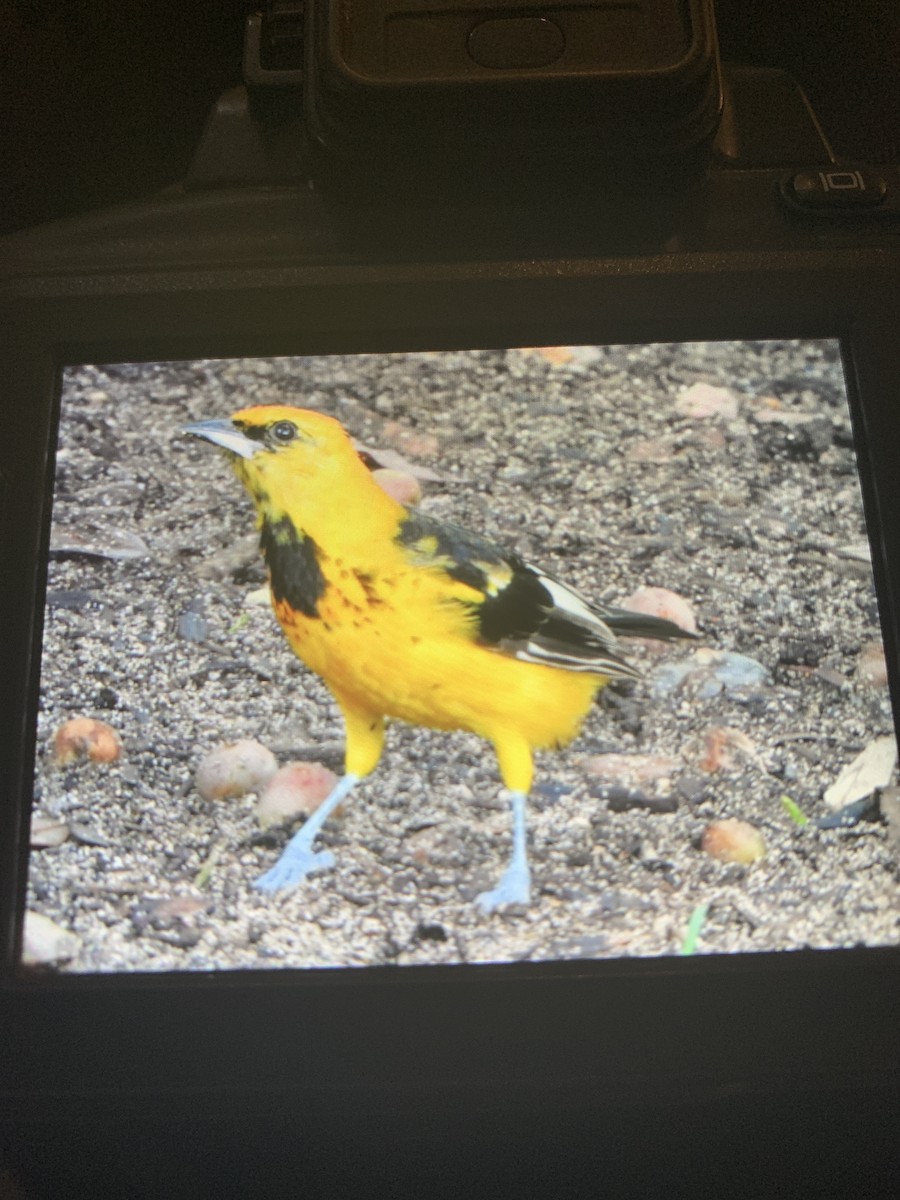Spot-breasted Oriole - ML641612887