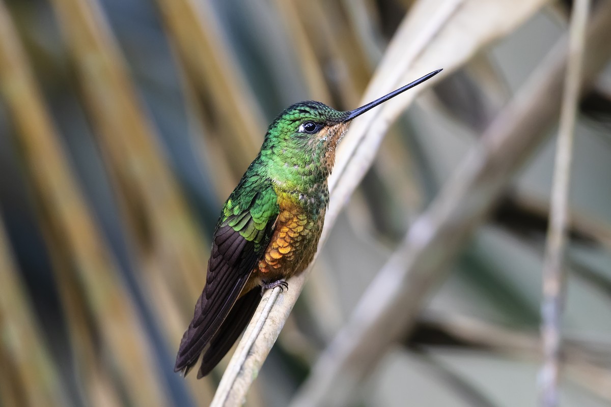 Golden-bellied Starfrontlet - ML641612901