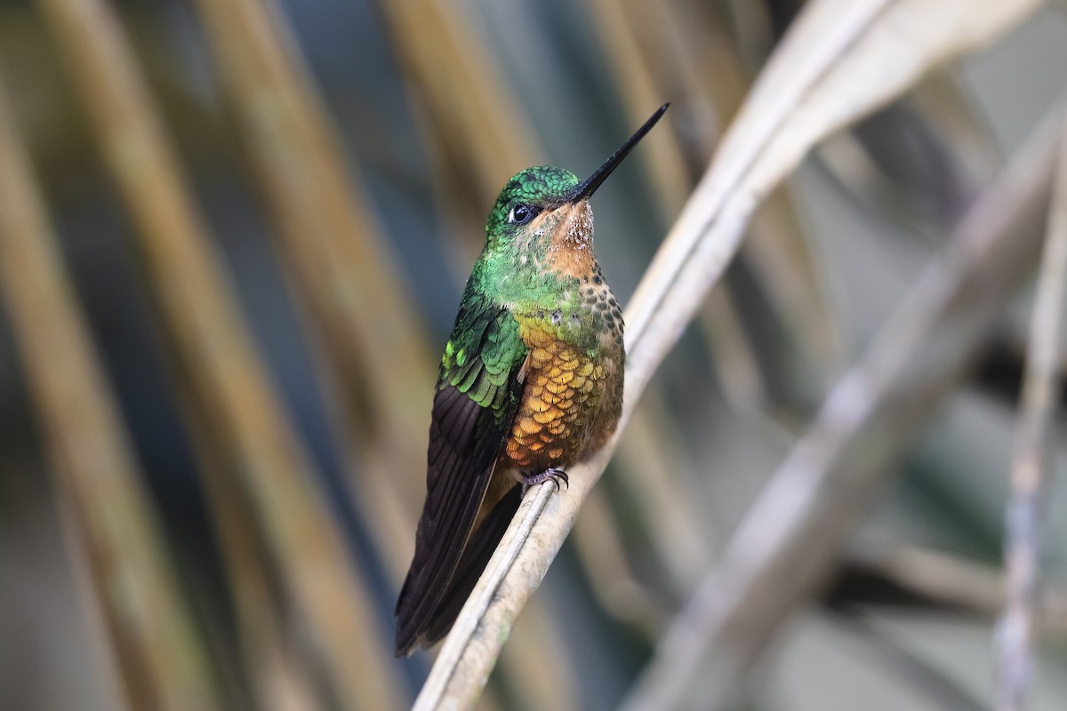Golden-bellied Starfrontlet - ML641612902