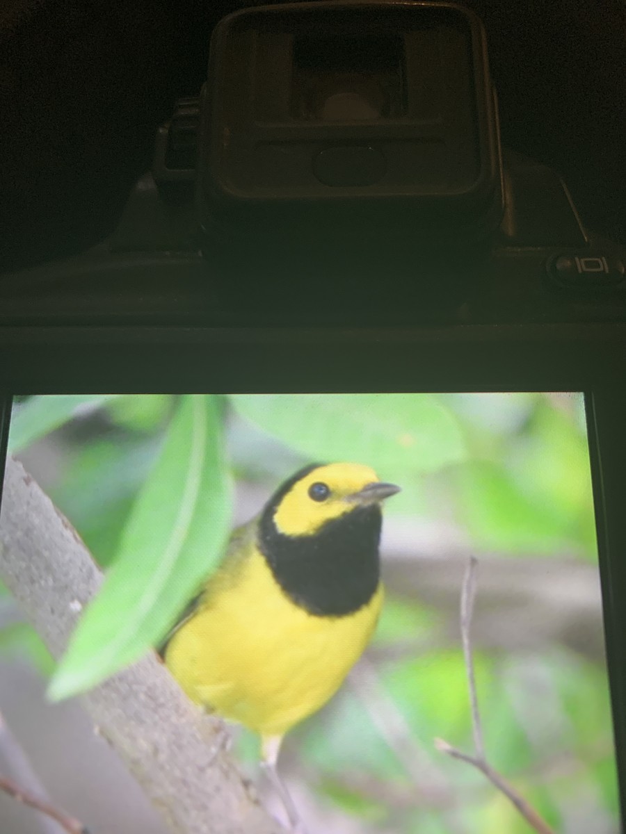Hooded Warbler - ML641612921