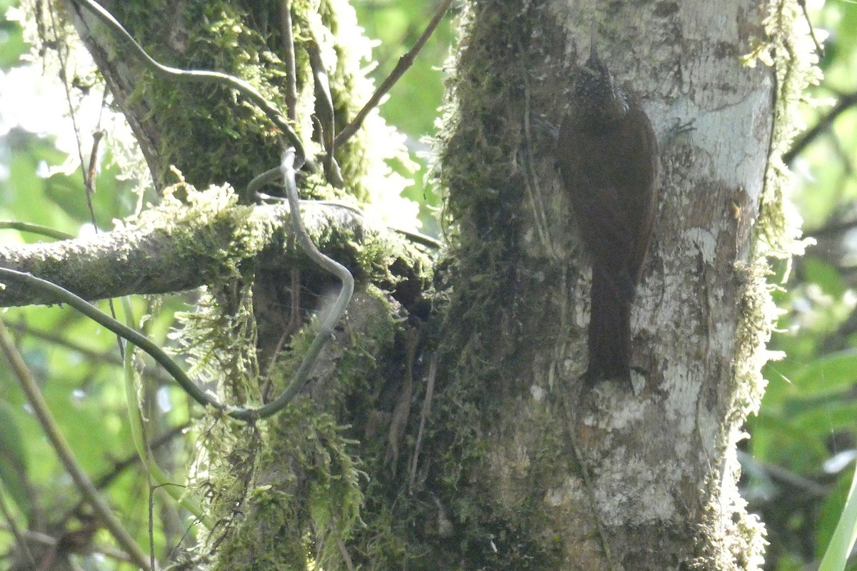 Montane Woodcreeper - ML641612932