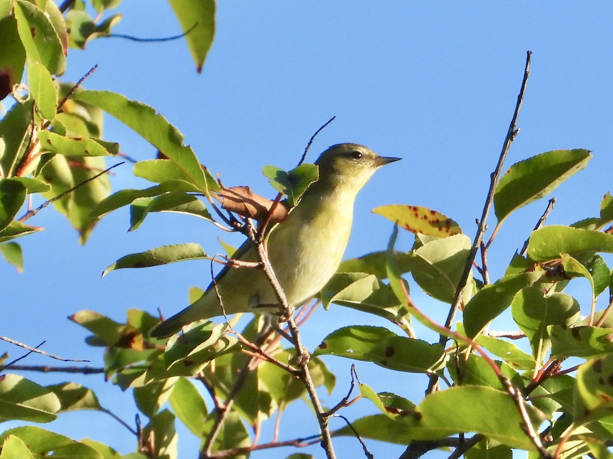 Tennessee Warbler - ML641612946