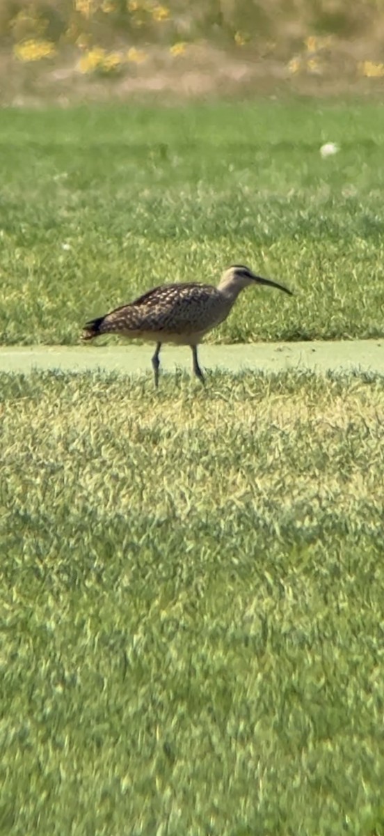 Hudsonian Whimbrel - ML641612968