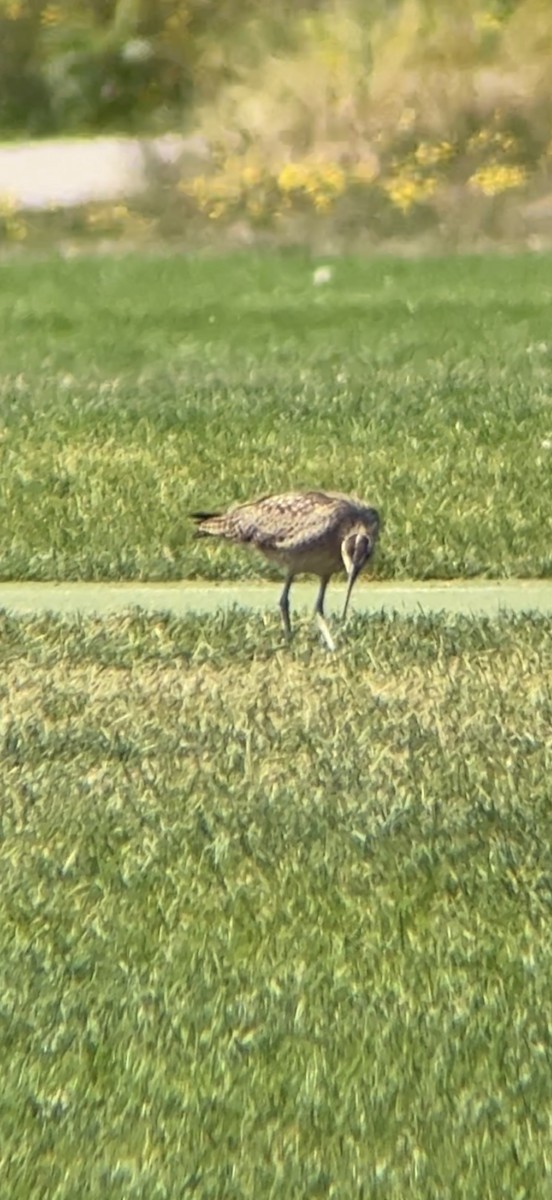 Hudsonian Whimbrel - ML641612969