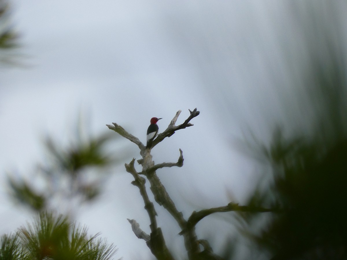 Red-headed Woodpecker - ML641613000