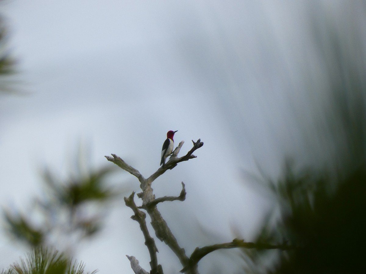 Red-headed Woodpecker - ML641613001