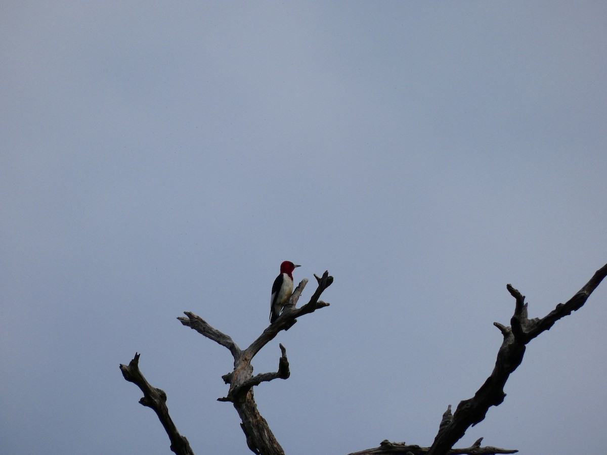 Red-headed Woodpecker - ML641613002