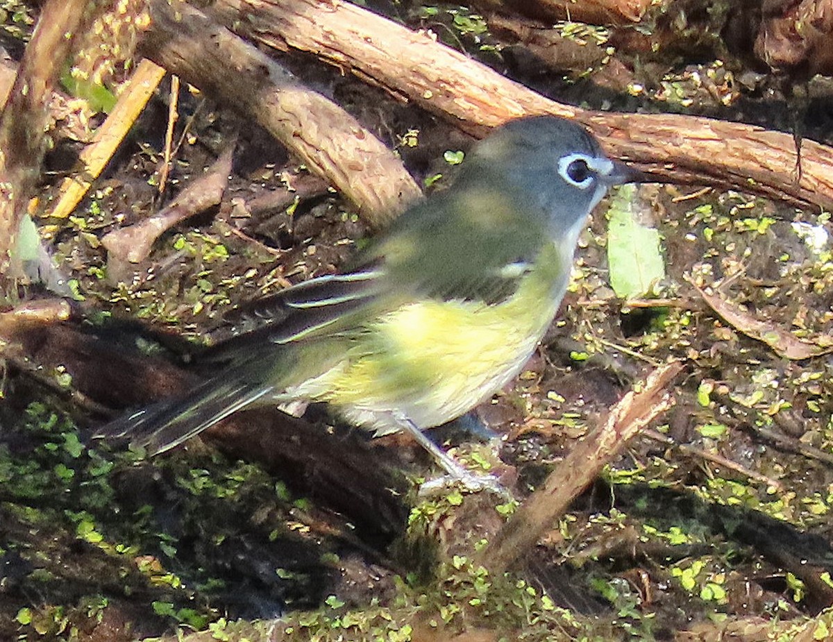 Blue-headed Vireo - ML641613013