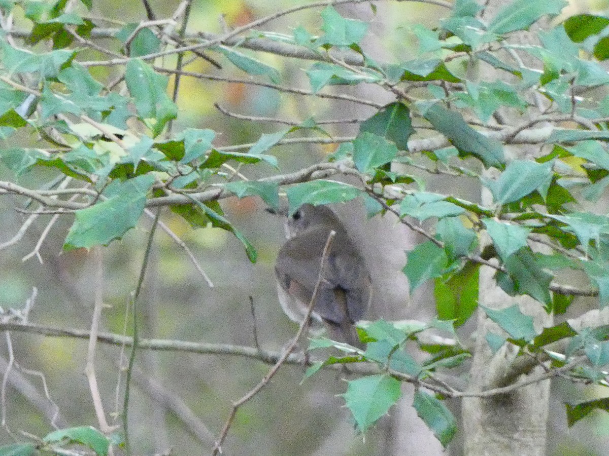 Gray-cheeked Thrush - ML641613015