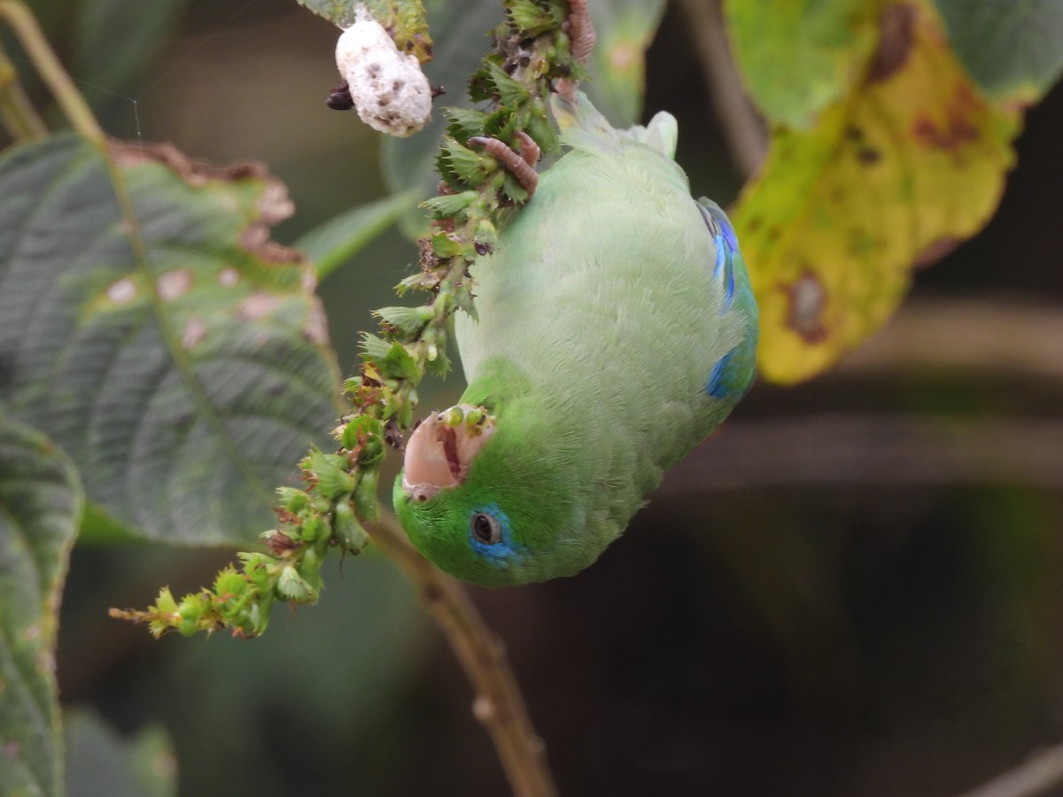Spectacled Parrotlet - ML641613049