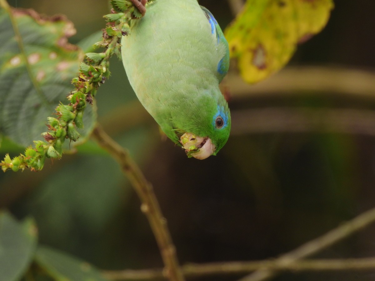 Spectacled Parrotlet - ML641613050