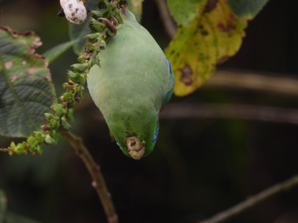 Spectacled Parrotlet - ML641613051