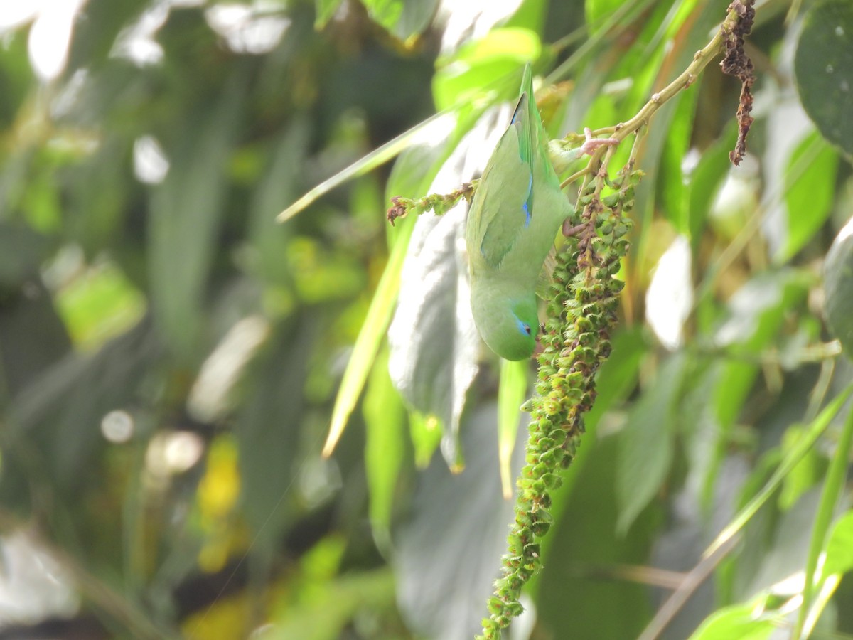 Spectacled Parrotlet - ML641613053