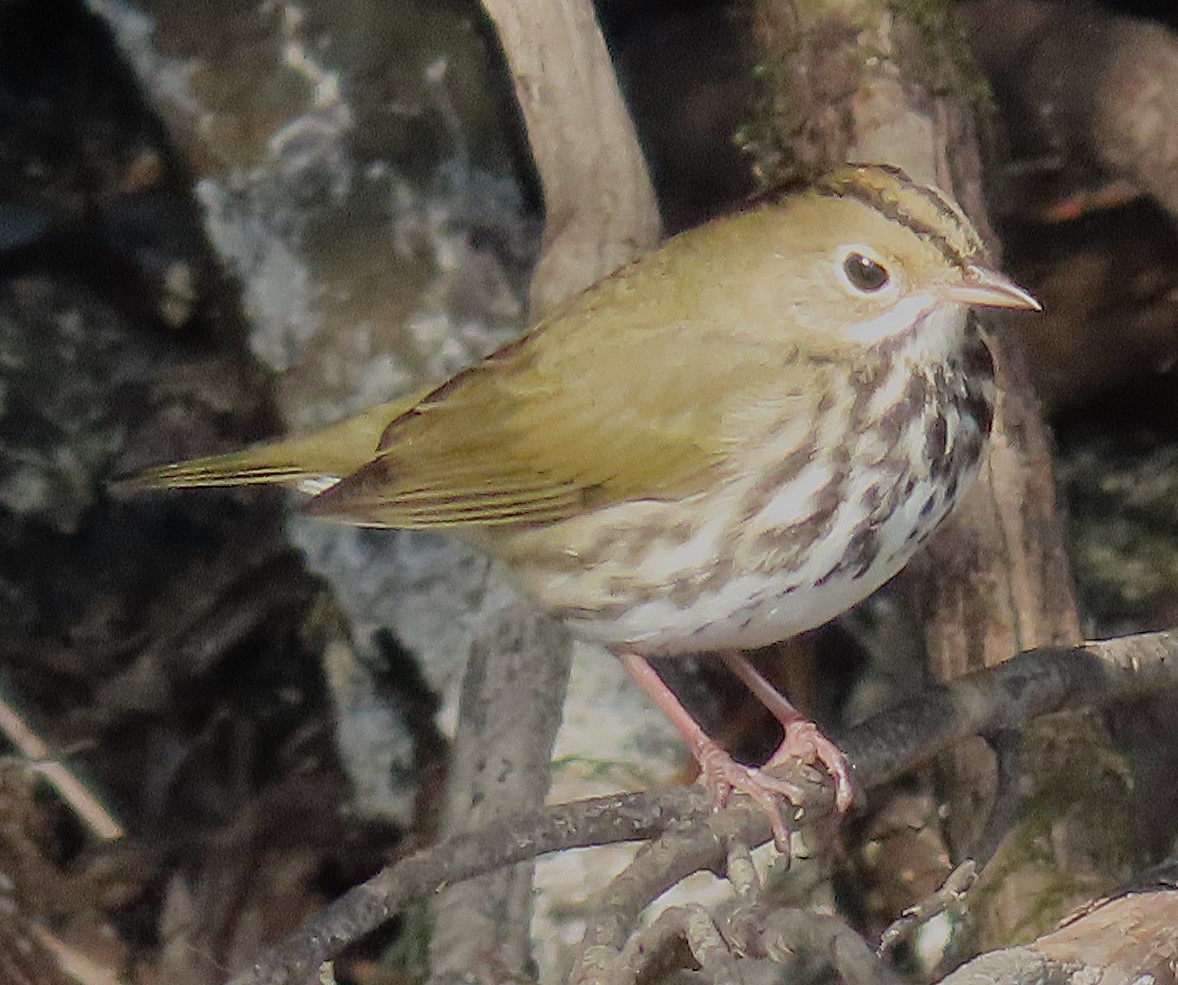Ovenbird - ML641613065