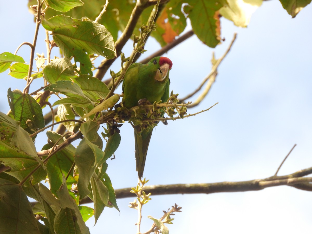 Scarlet-fronted Parakeet - ML641613073