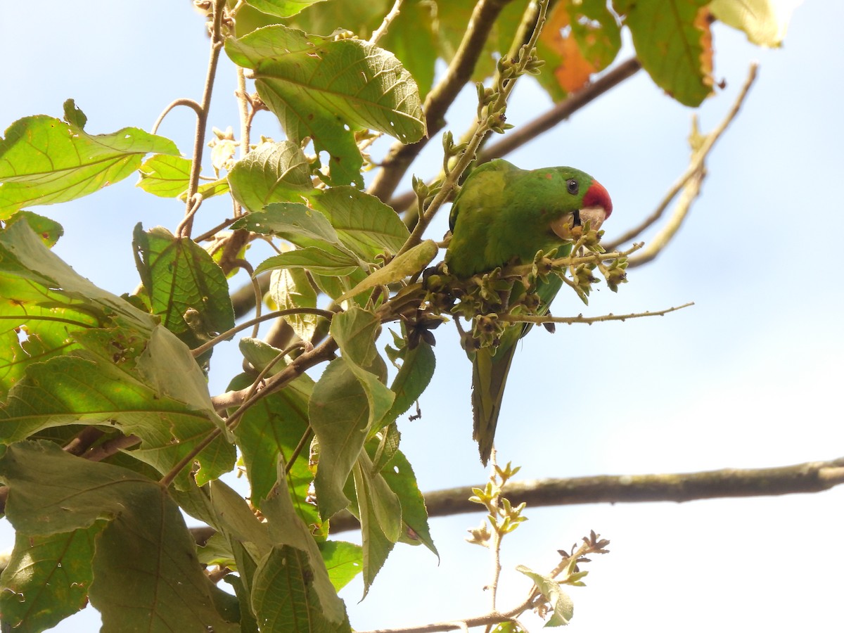 Scarlet-fronted Parakeet - ML641613074
