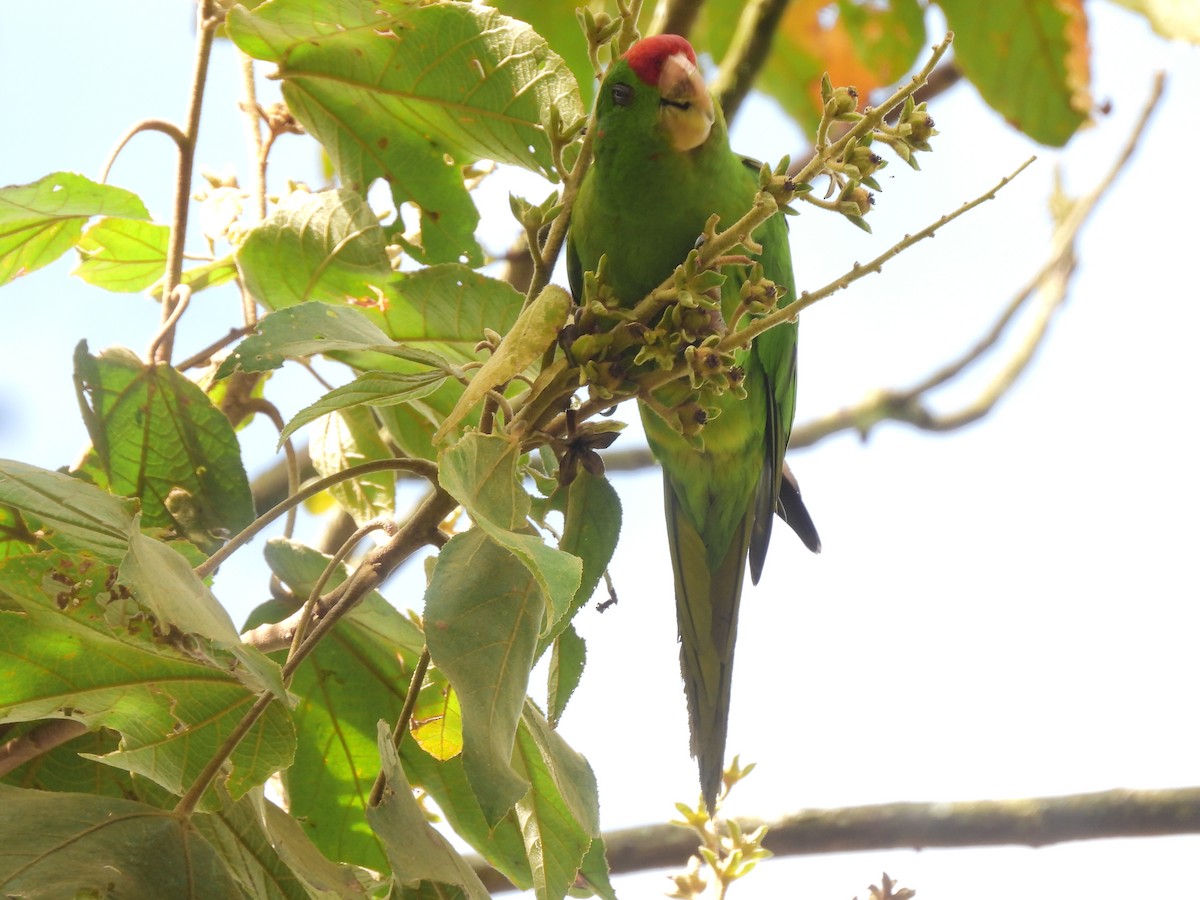 Scarlet-fronted Parakeet - ML641613075