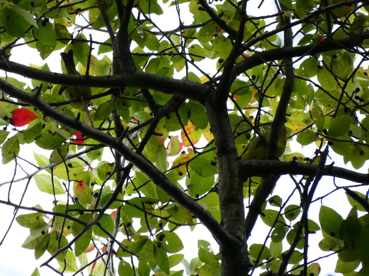 Scarlet Tanager - ML641613083