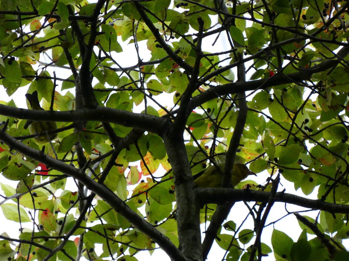 Scarlet Tanager - ML641613084