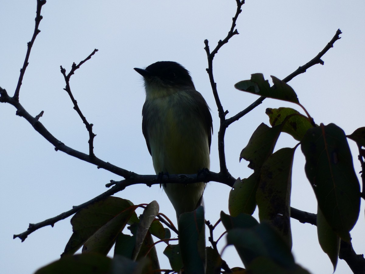 Eastern Phoebe - ML641613093