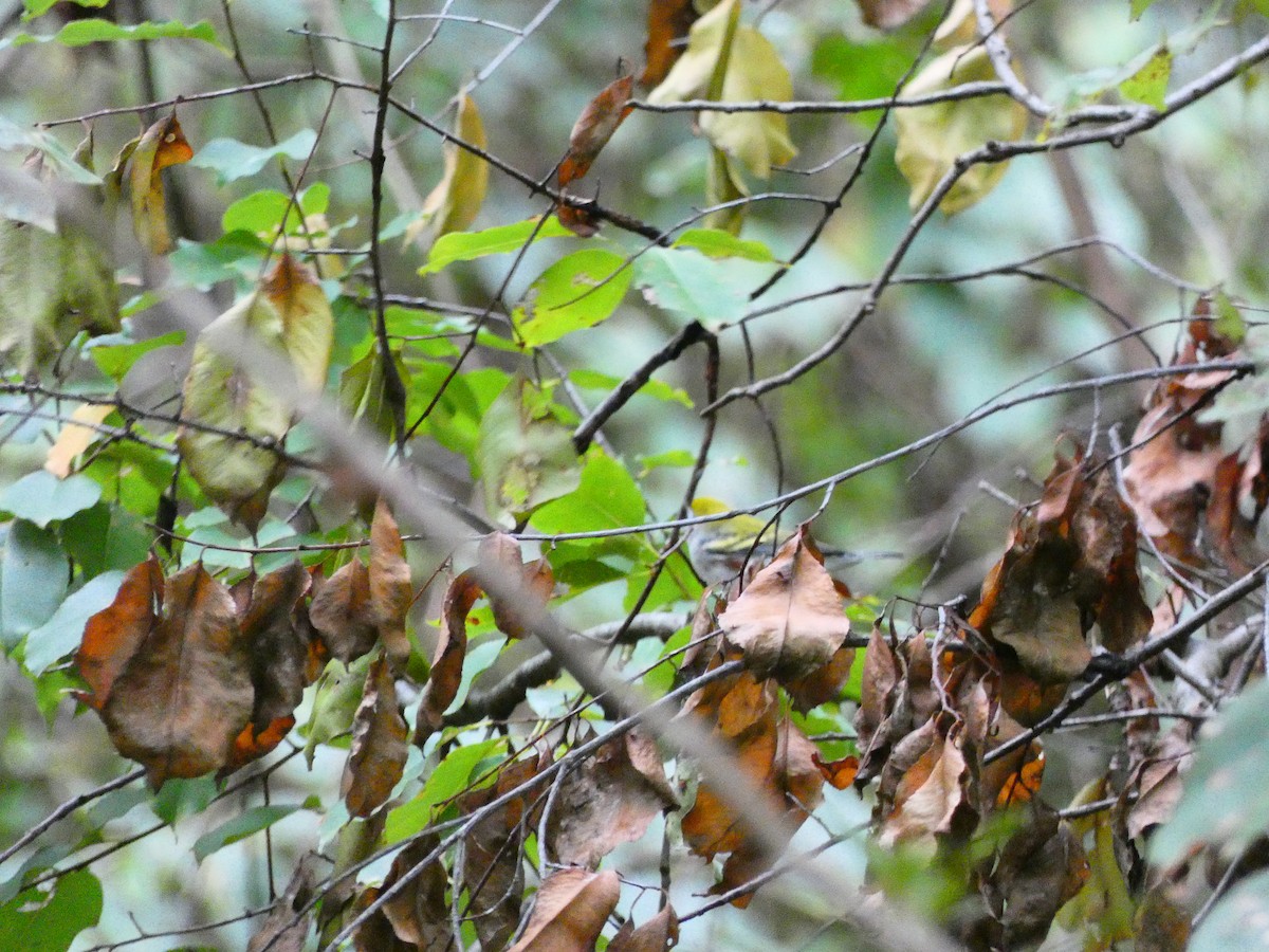 Chestnut-sided Warbler - ML641613165