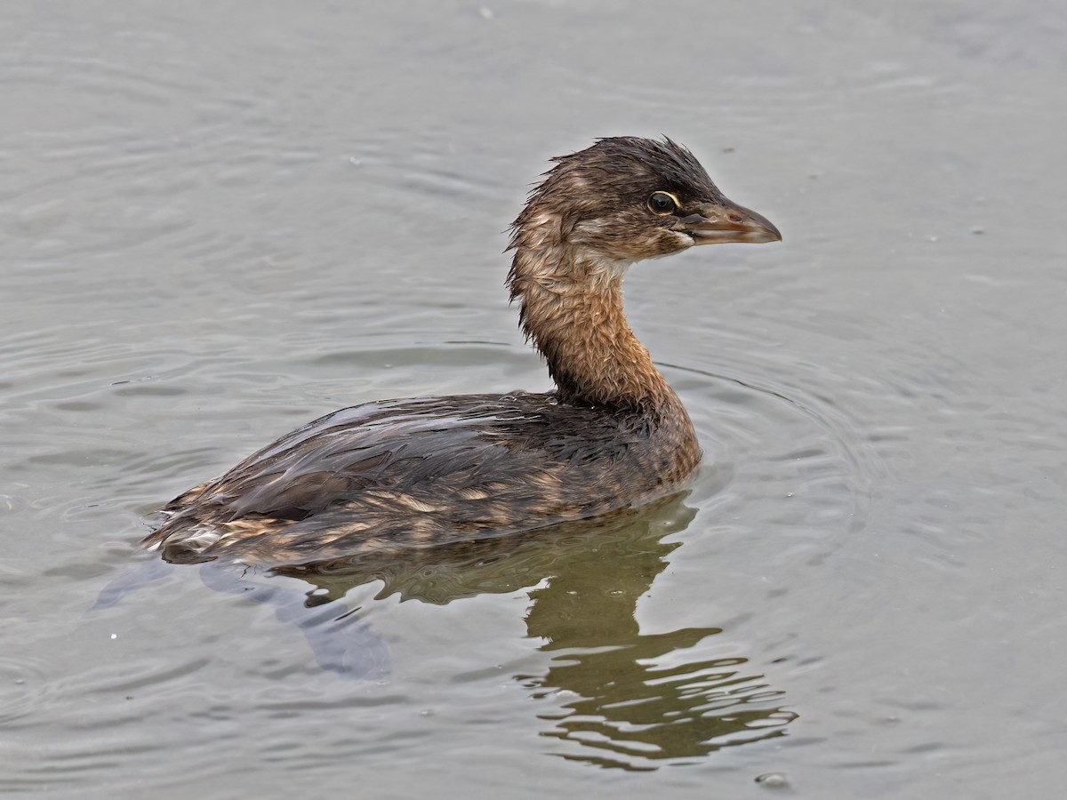 Pied-billed Grebe - ML641613174