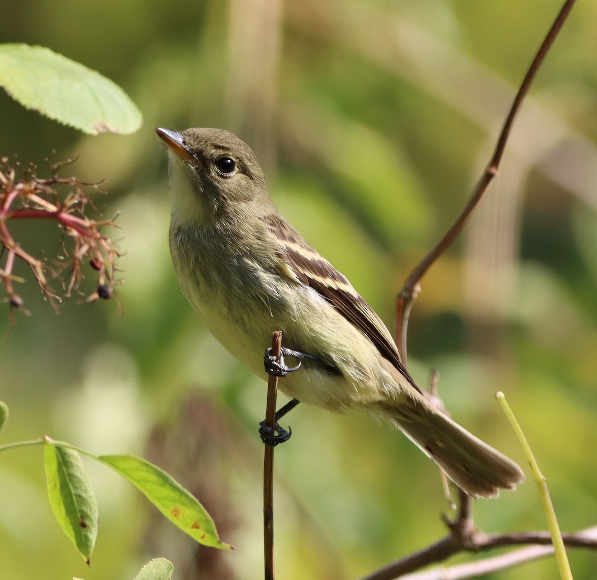 Least Flycatcher - ML641613195