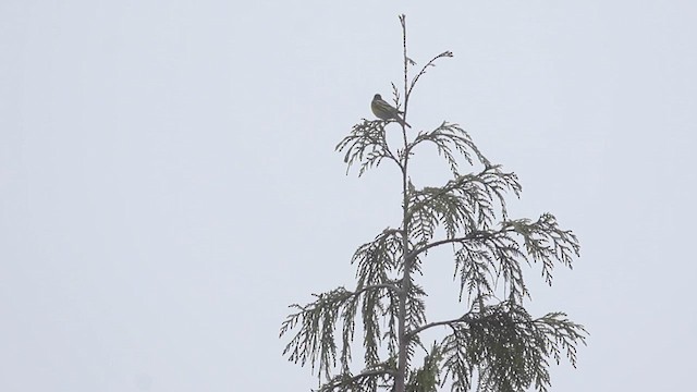 Townsend's Warbler - ML641613200