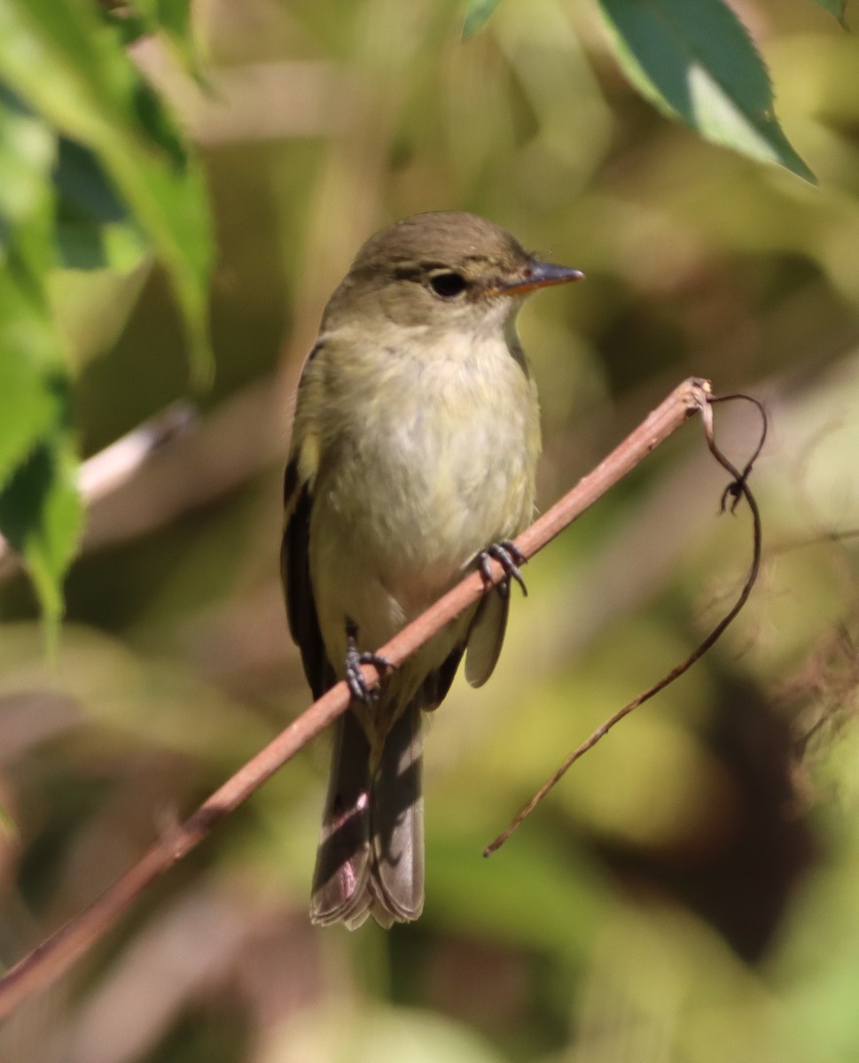 Least Flycatcher - ML641613214