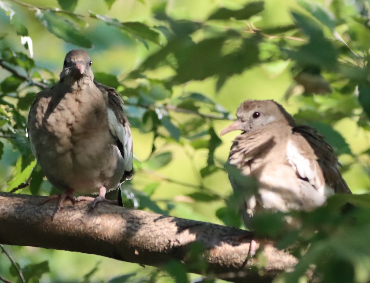 White-winged Dove - ML641613235