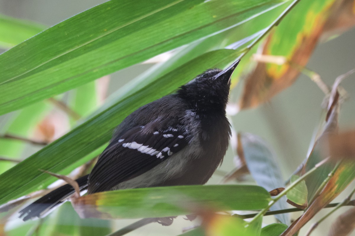 Northern White-fringed Antwren - ML641613248